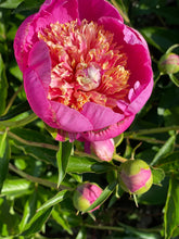 Load image into Gallery viewer, 2025 Peony Subscription (3 bouquets)