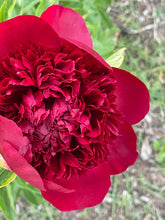 Load image into Gallery viewer, 2025 Peony Subscription (3 bouquets)