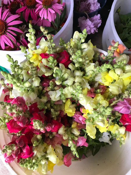 Summer Bouquet Subscription 1/5