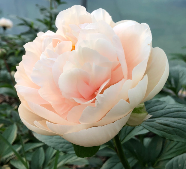 Are you a Peony Enthusiast?