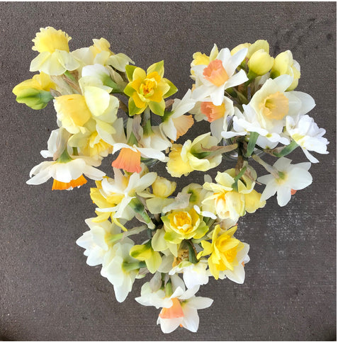 Heirloom Daffodils/ Narcissus
