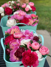 Load image into Gallery viewer, 2024 Peony Subscription (3 bouquets)
