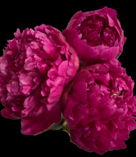 Load image into Gallery viewer, FALL in Love Peony Bouquets
