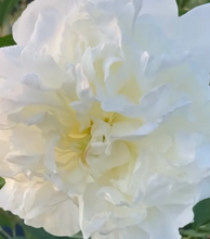 Load image into Gallery viewer, FALL in Love Peony Bouquets
